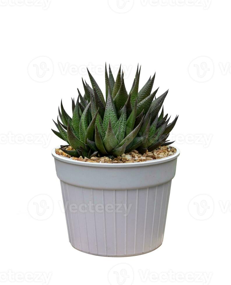 cactus aristaloé aristata dentelle aloès dans pot isolé sur blanc Contexte photo