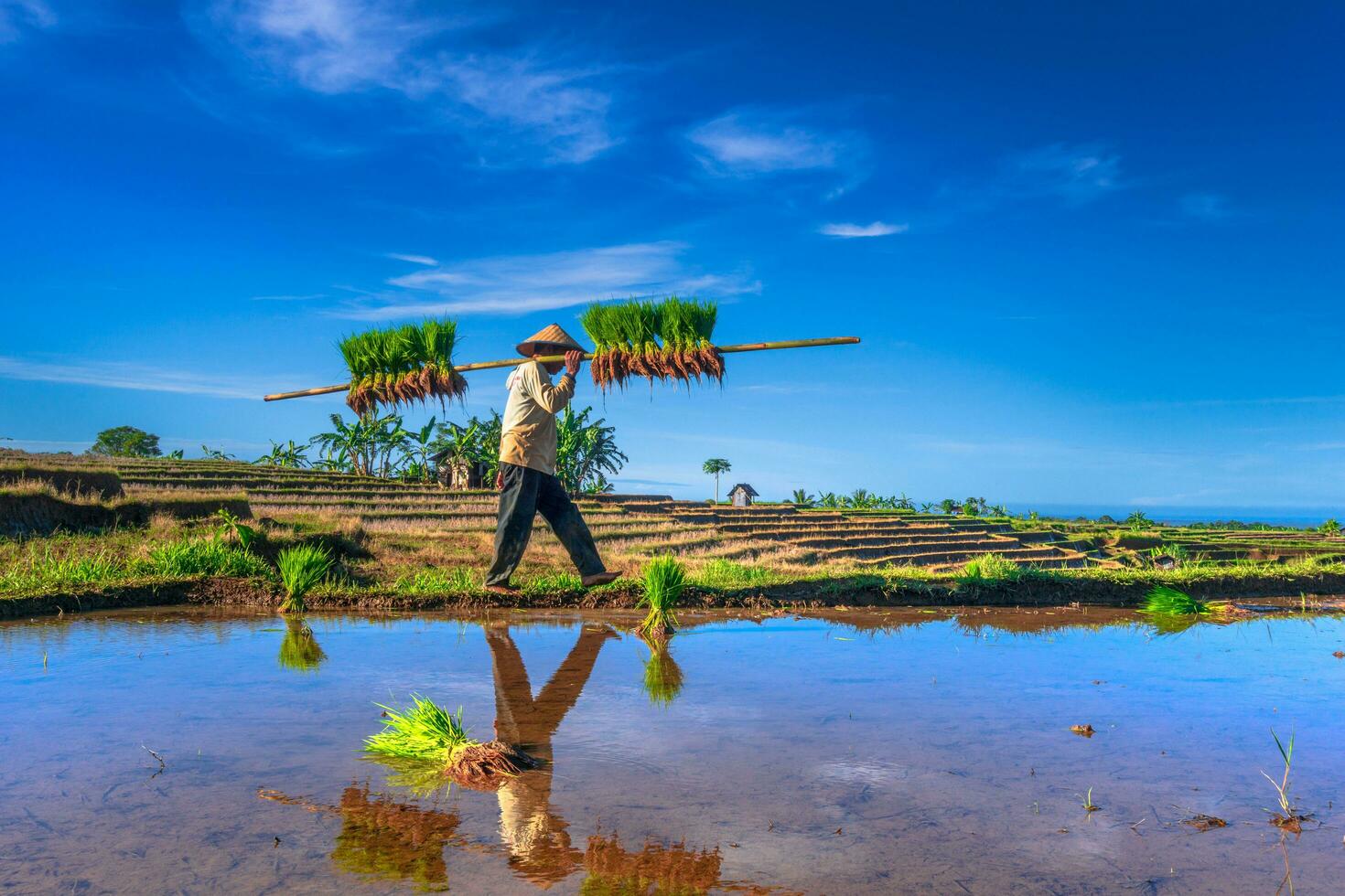 le Naturel beauté de Indonésie avec vert feuilles et herbe photo