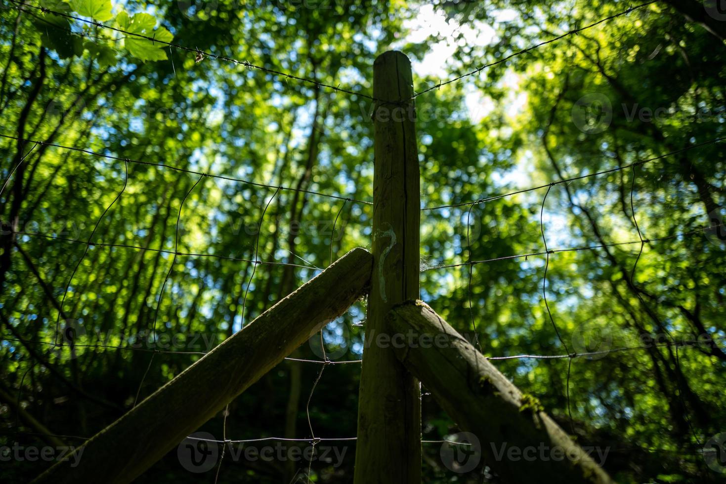 une clôture à l'aube en forêt photo