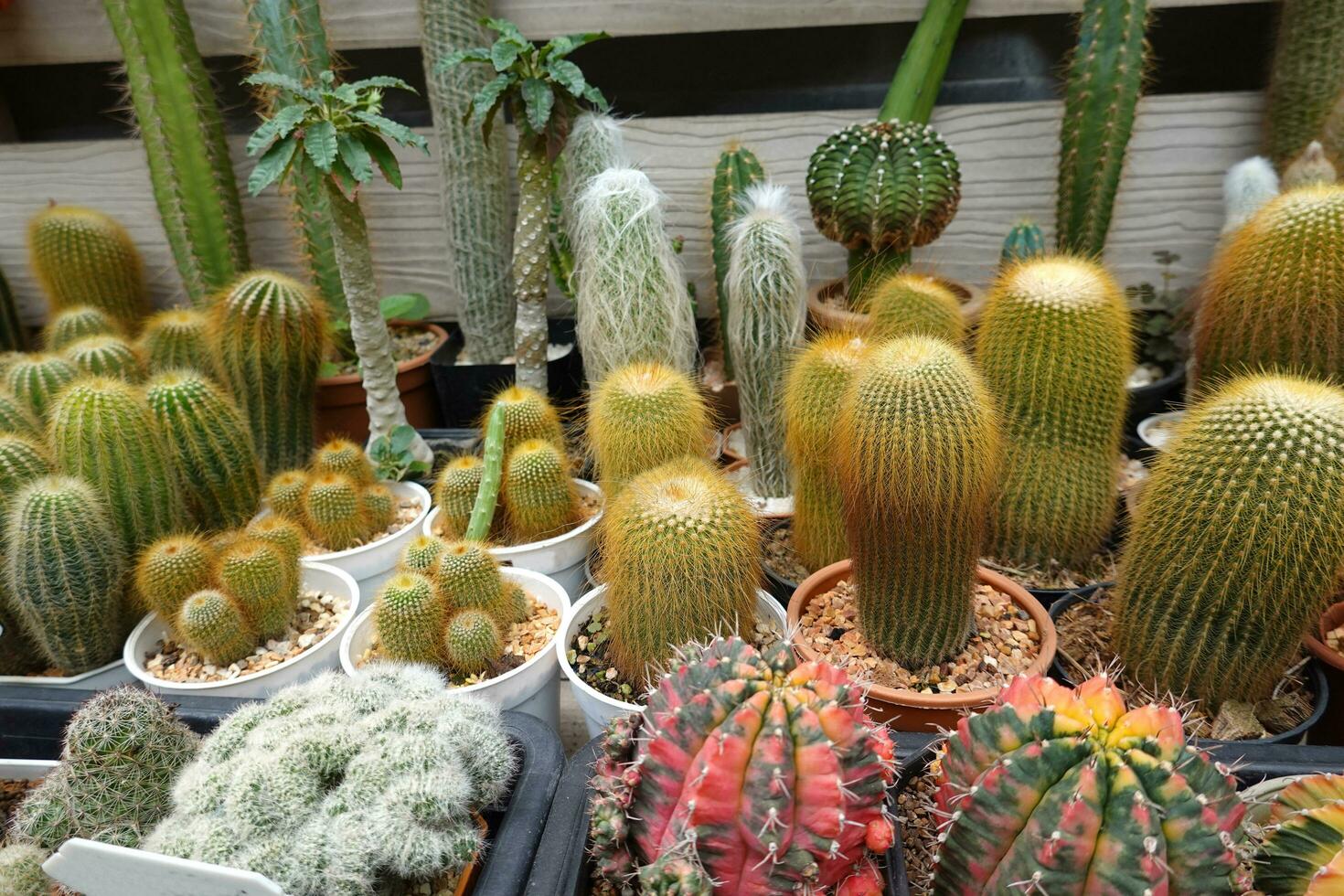 miniature cactus pot décorer dans Plastique des pots pour vente dans plante  magasin à Extérieur marché 26335104 Photo de stock chez Vecteezy