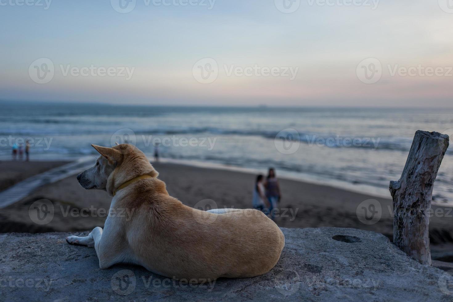 un chien à echo beach à canggu à bali photo