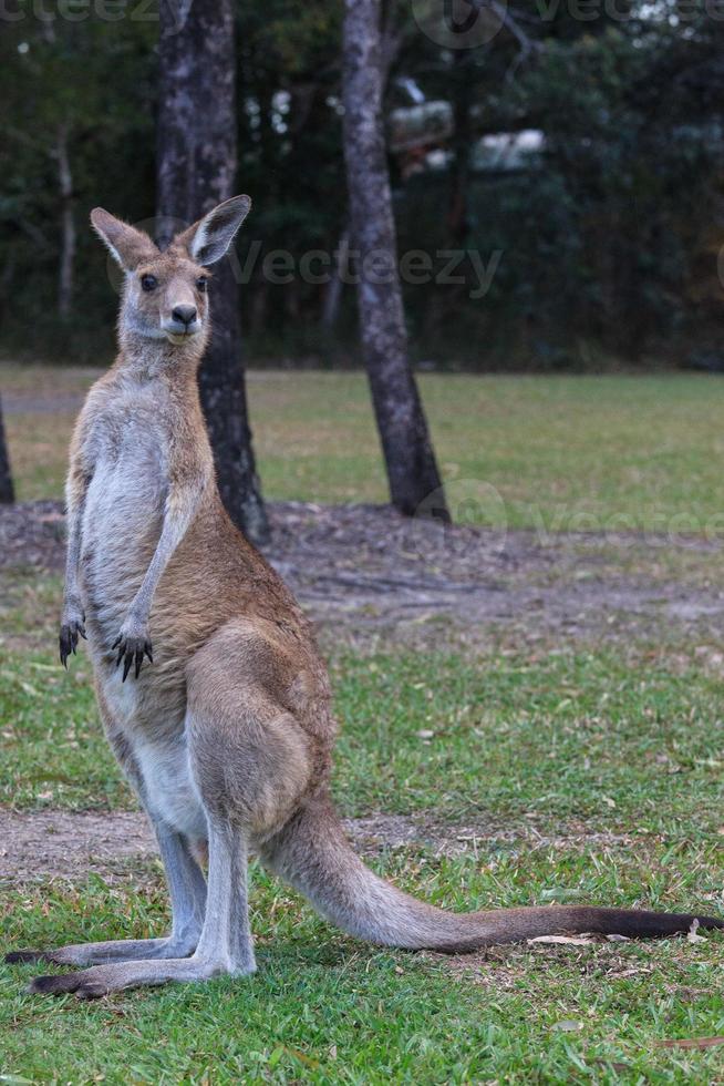 Kangourou gris de l'Est macropus giganteus Sunshine Coast Queensland Australie photo