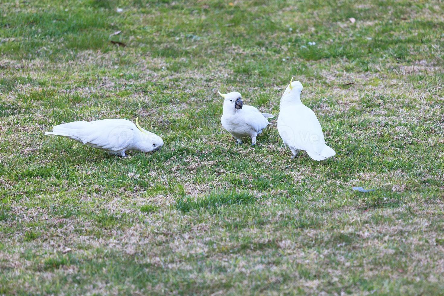 Cacatoès rassemblant la Nouvelle-Galles du Sud Australie photo