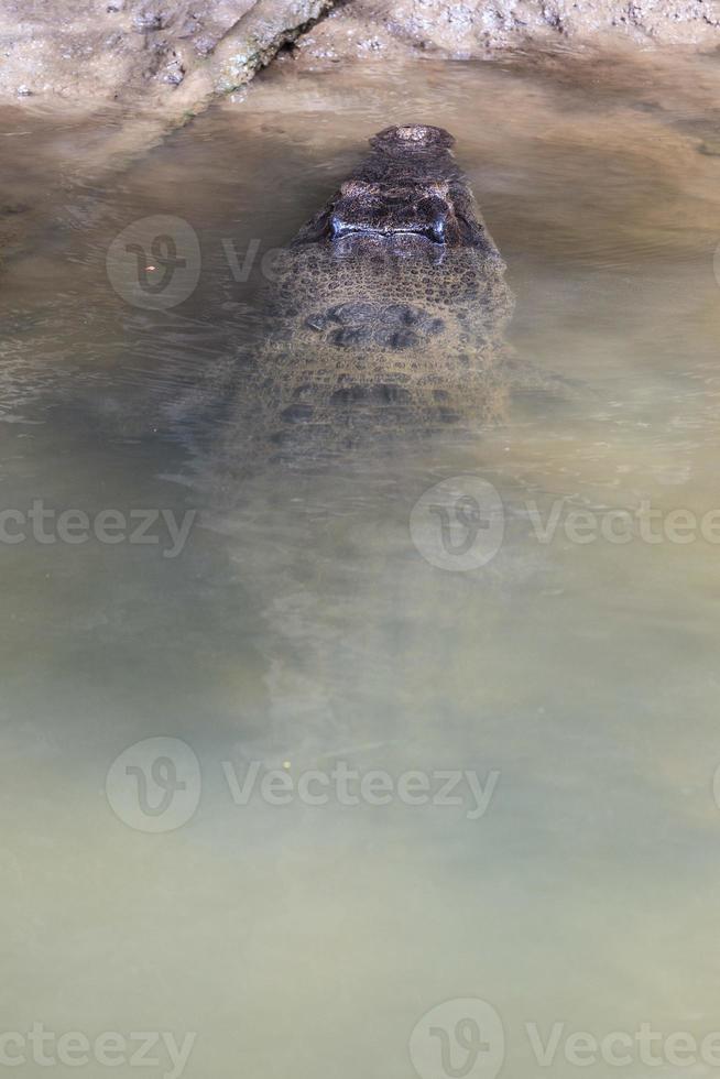 Crocodile d'eau salée crocodylus porosus daintree queensland australie photo