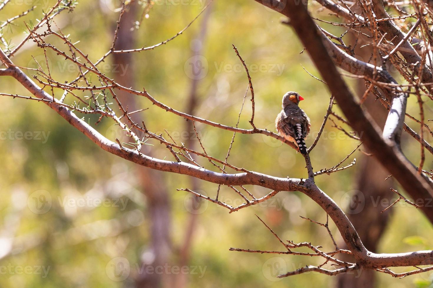 Diamant mandarin Taeniopygia guttata à Kata Tjuta Park Territoire du Nord Australie photo