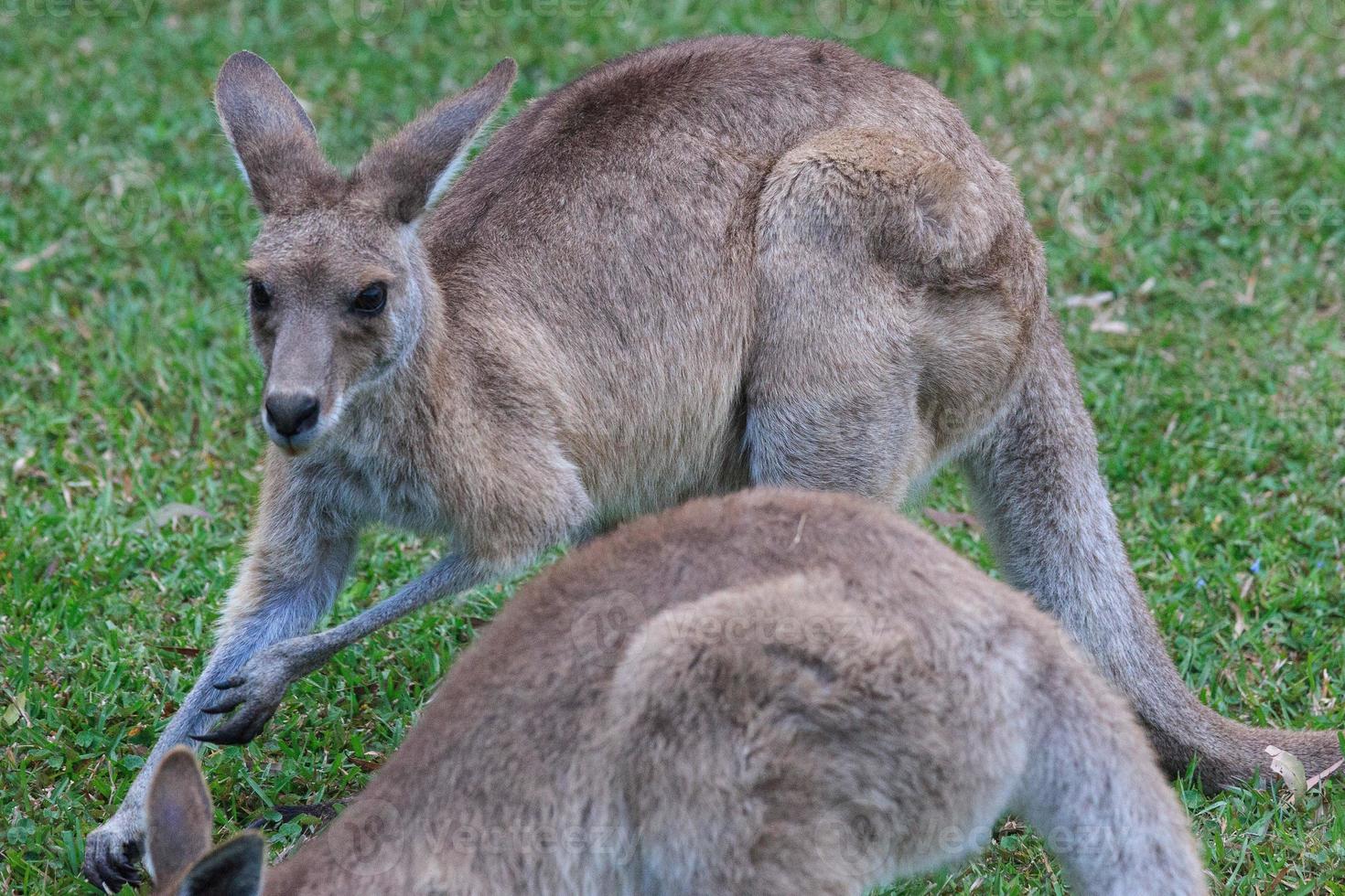 Kangourou gris de l'Est macropus giganteus Sunshine Coast campus universitaire Queensland Australie photo