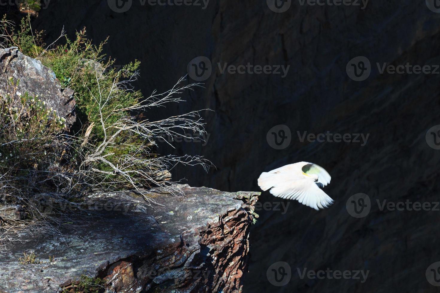 Cacatoès à huppe jaune.cacatua galerita Nouvelle Galles du Sud Australie photo