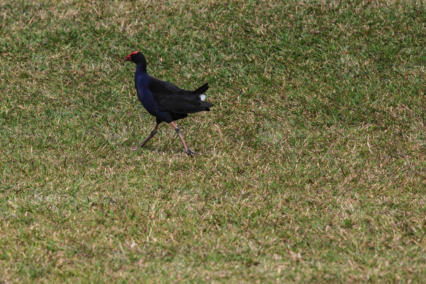 Talève sultane australien Porphyrio melanotus Sunshine Coast campus universitaire Queensland Australie photo