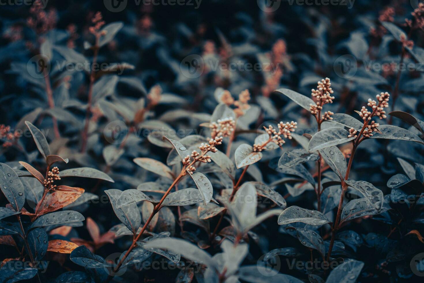 proche en haut rosée gouttes sur bouleau brindilles concept photo. Jeune branches, tiges dans printemps. haute qualité image pour fond d'écran photo