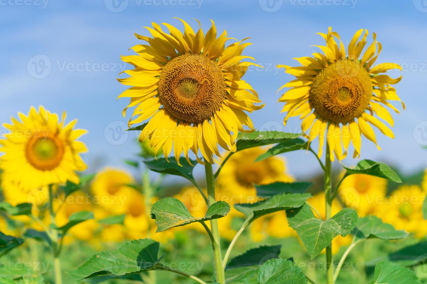 tournesols en fleurs sur fond naturel photo