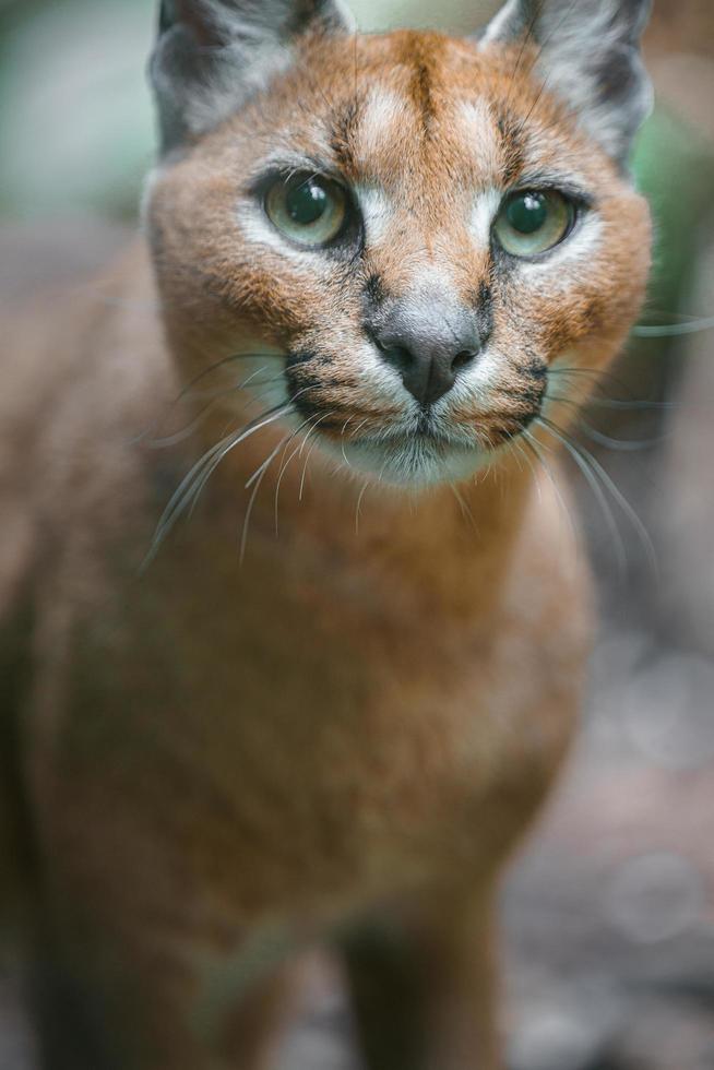 portrait de caracal photo