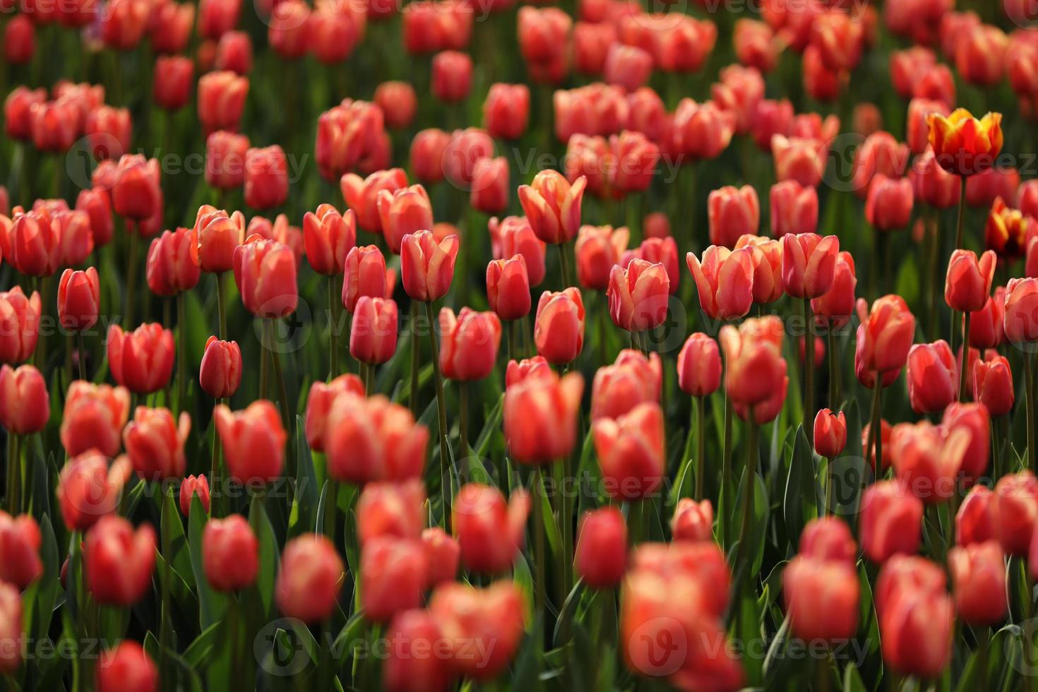 champs sur lesquels fleurissent des tulipes roses. champ de tulipes. champ avec des tulipes roses. bouquet de fleurs, fond rose. photo