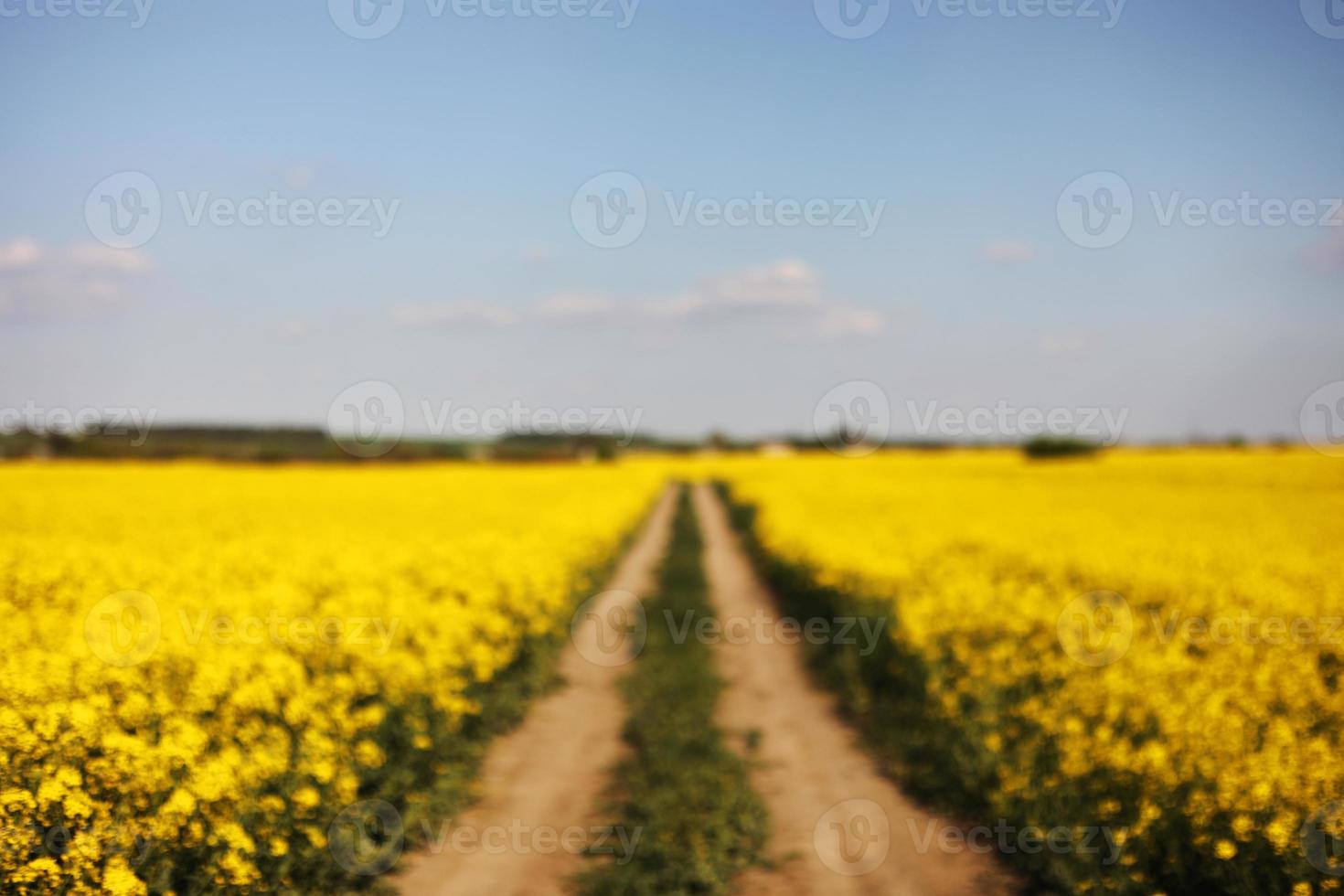 arrière-plan flou de colza jaune sur fond de ciel. mise au point sélective sur la couleur. champ de canola avec colza mûr, arrière-plan agricole photo