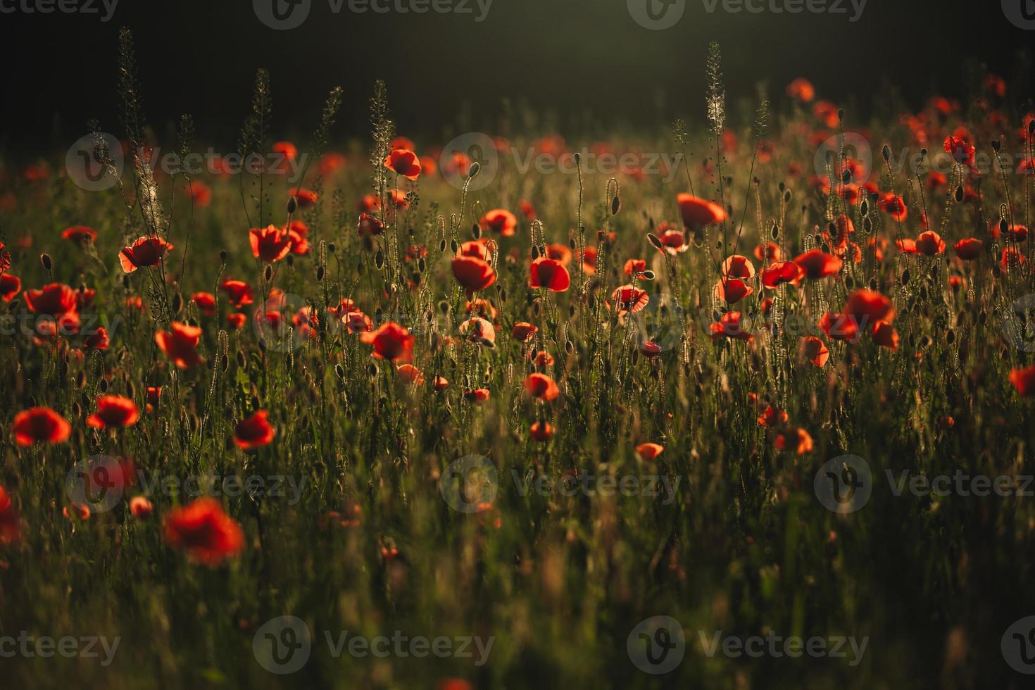 champ de coquelicots rouges. le soleil se couche sur un champ de coquelicots à la campagne photo