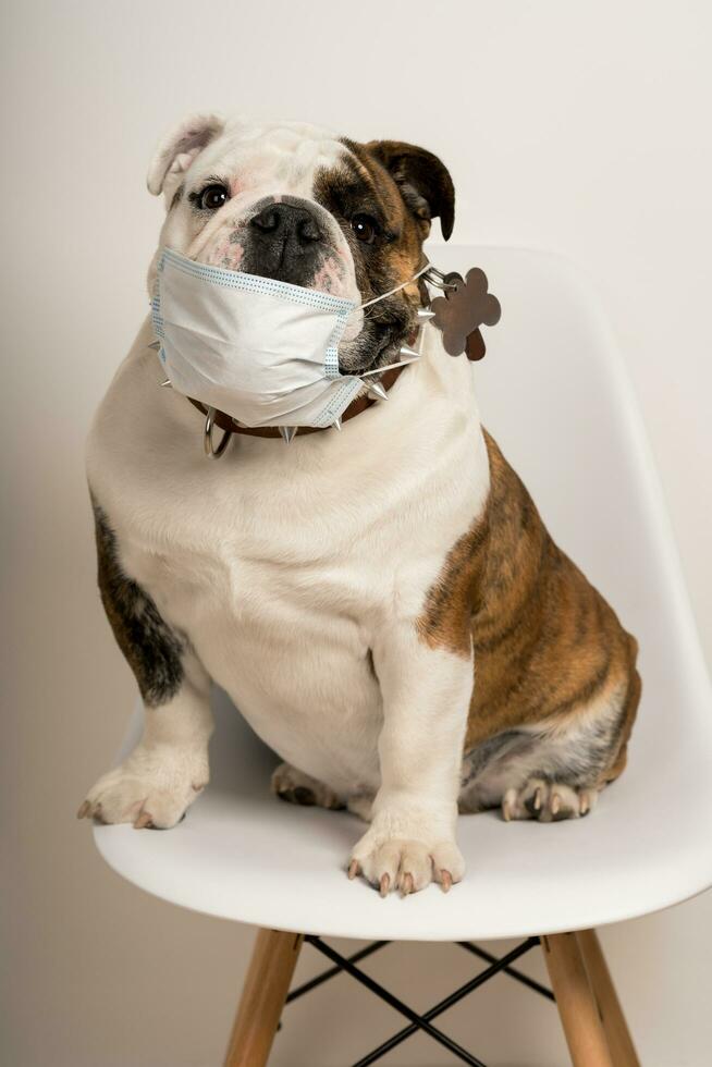 chien portant une médical visage masque tandis que séance sur une blanc chaise photo