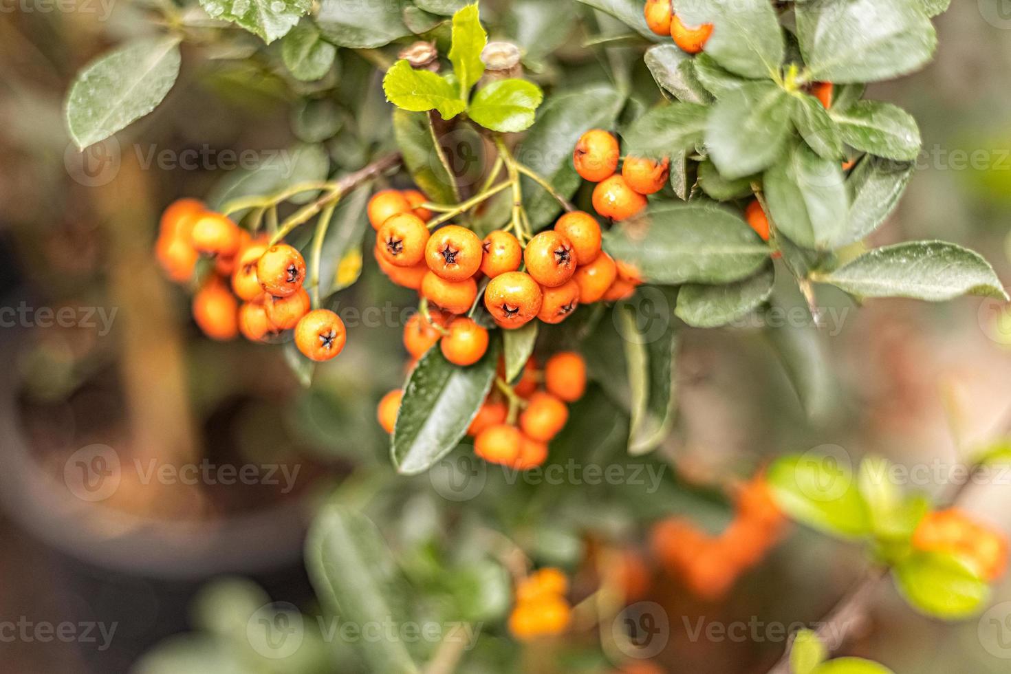 un bouquet de baies jaunes pyracantha photo