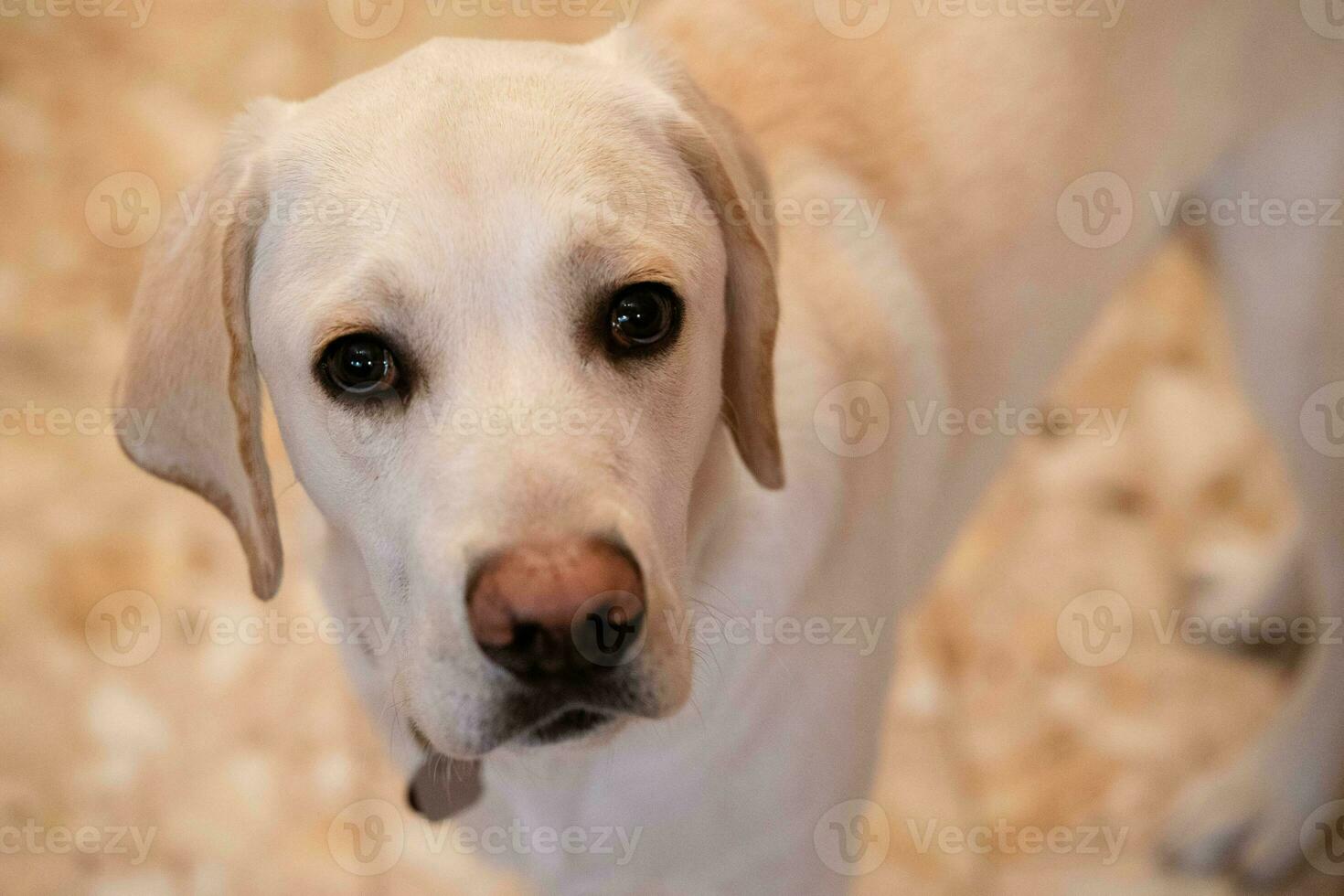 court recouvert britisch Labrador retriever dix mois vieux photo