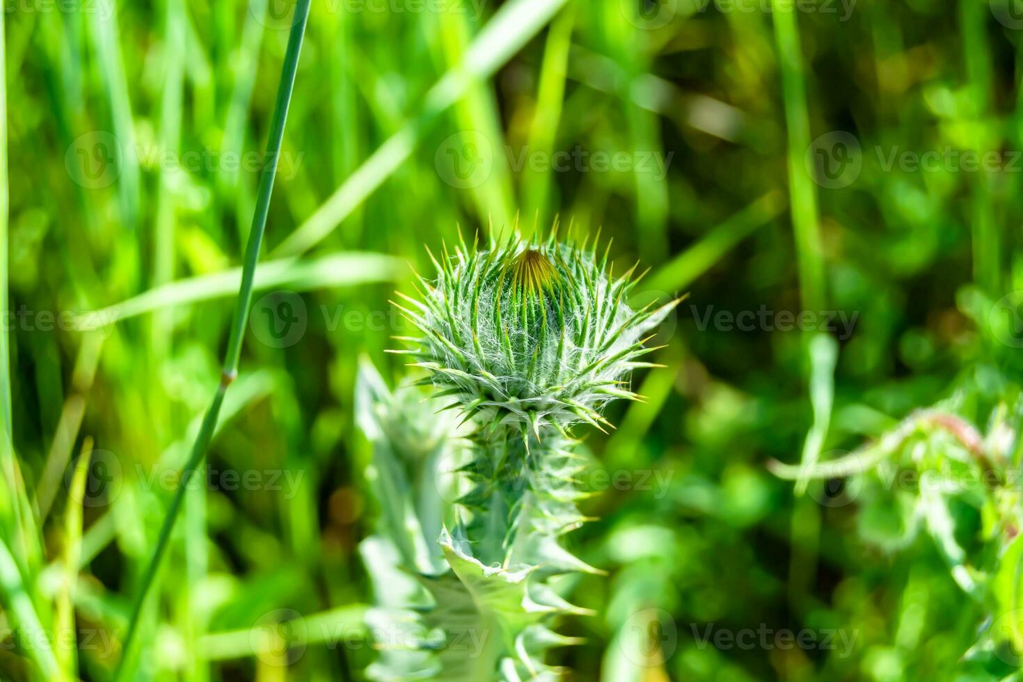 belle racine de fleur de plus en plus bardane chardon sur fond prairie photo