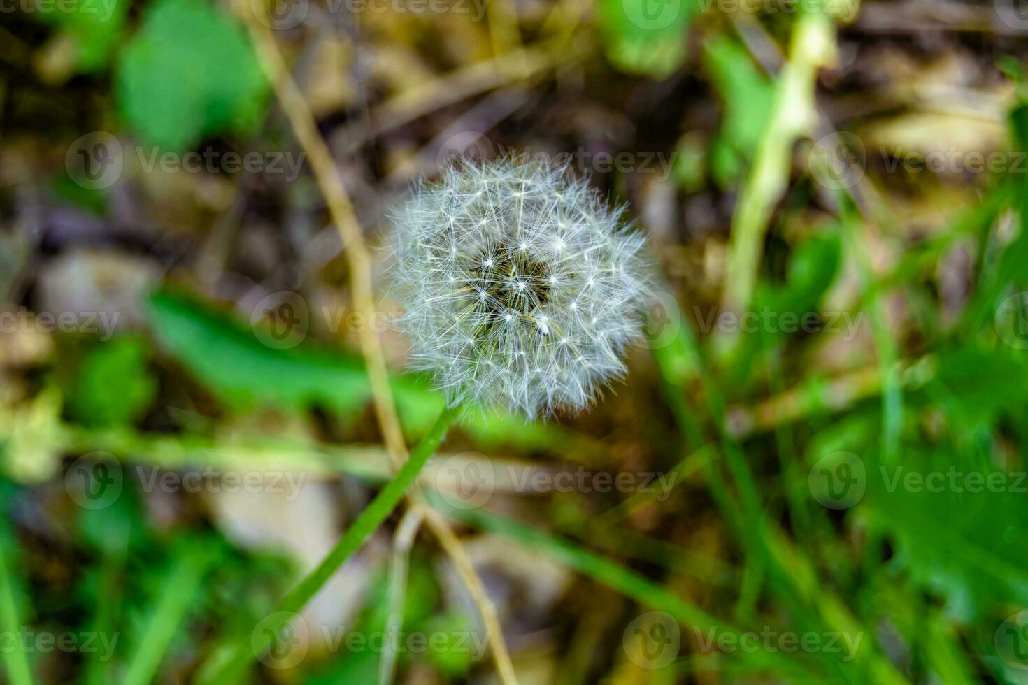 beau pissenlit de graine de fleur sauvage sur fond de prairie photo