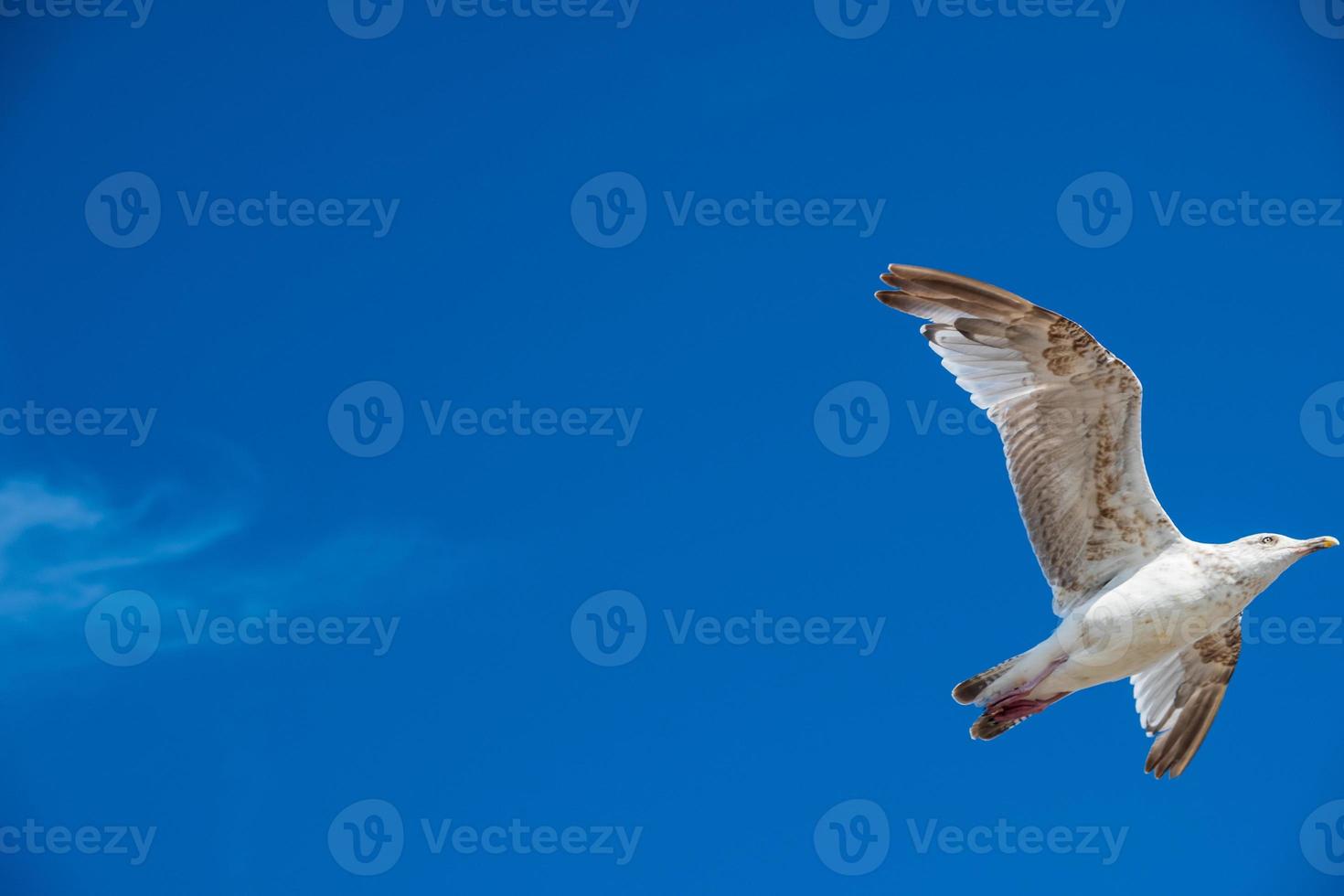 une mouette vole contre le ciel bleu par une journée ensoleillée. photo