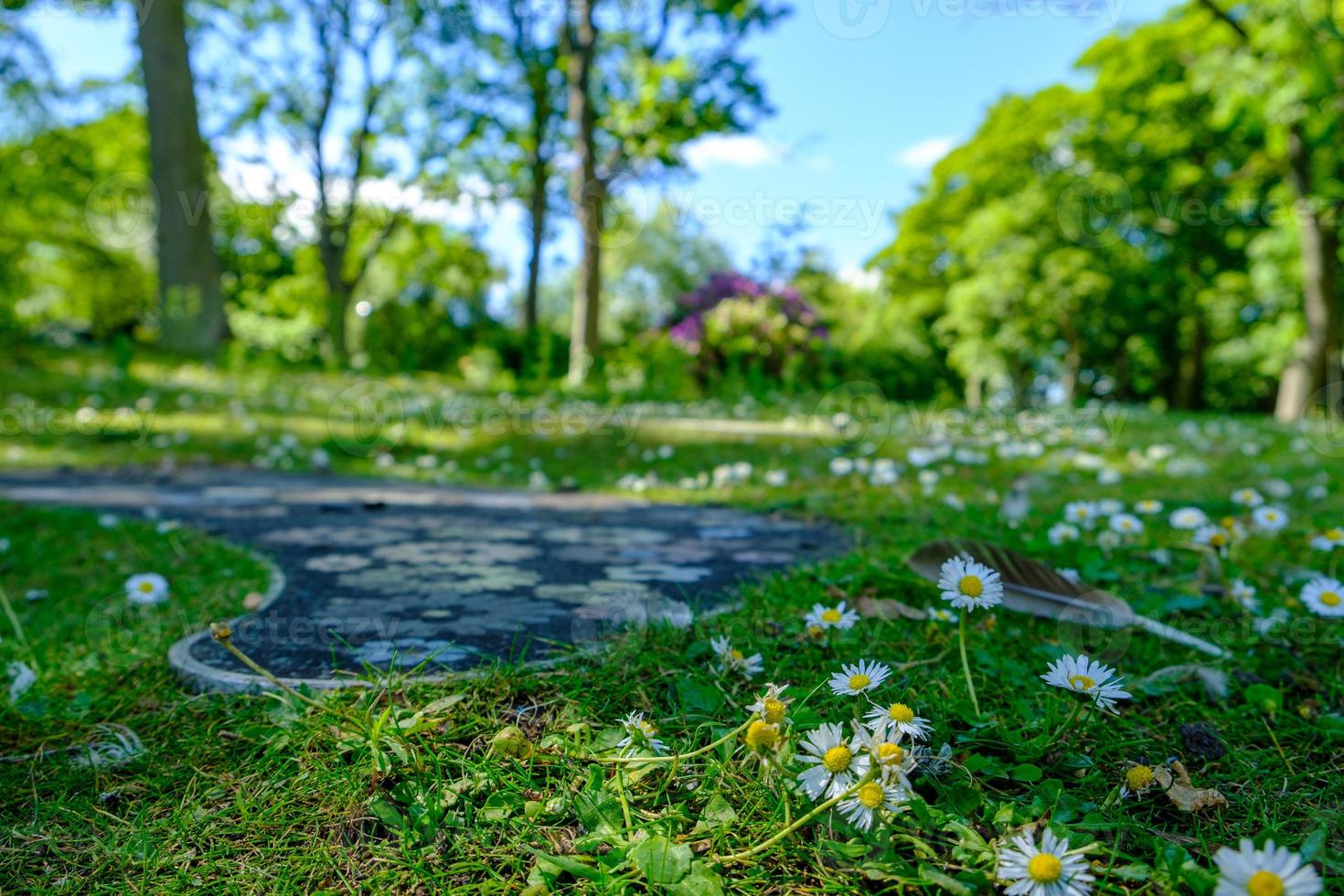 Marguerites et sentier avec des formes de marguerite au parc des baux à Necastle, Royaume-Uni photo