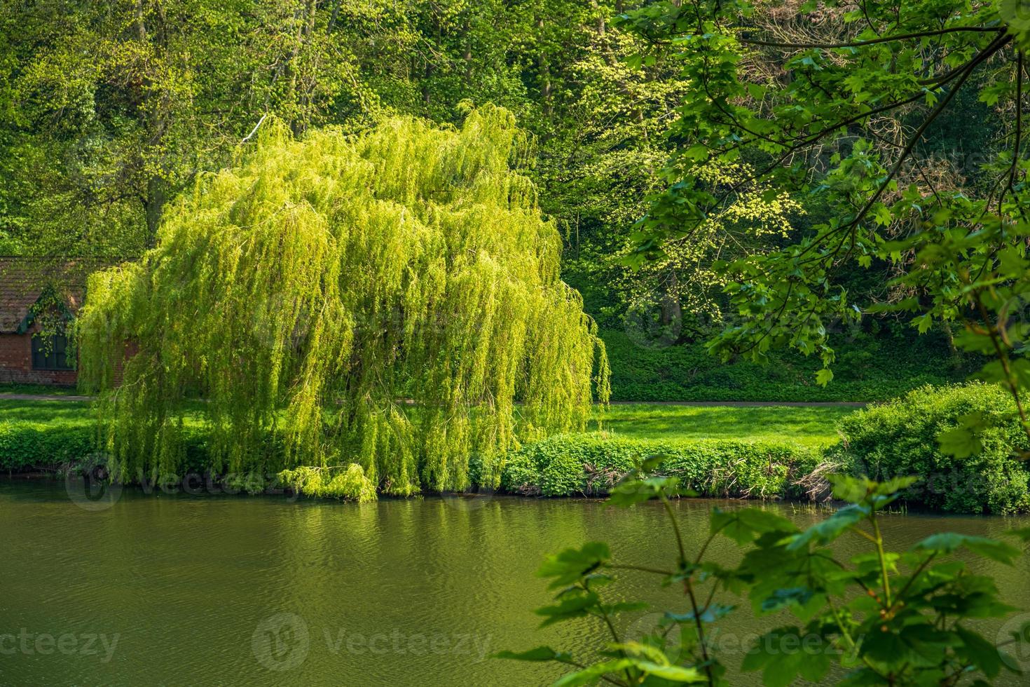 végétation luxuriante et usure de la rivière à durham, royaume-uni photo