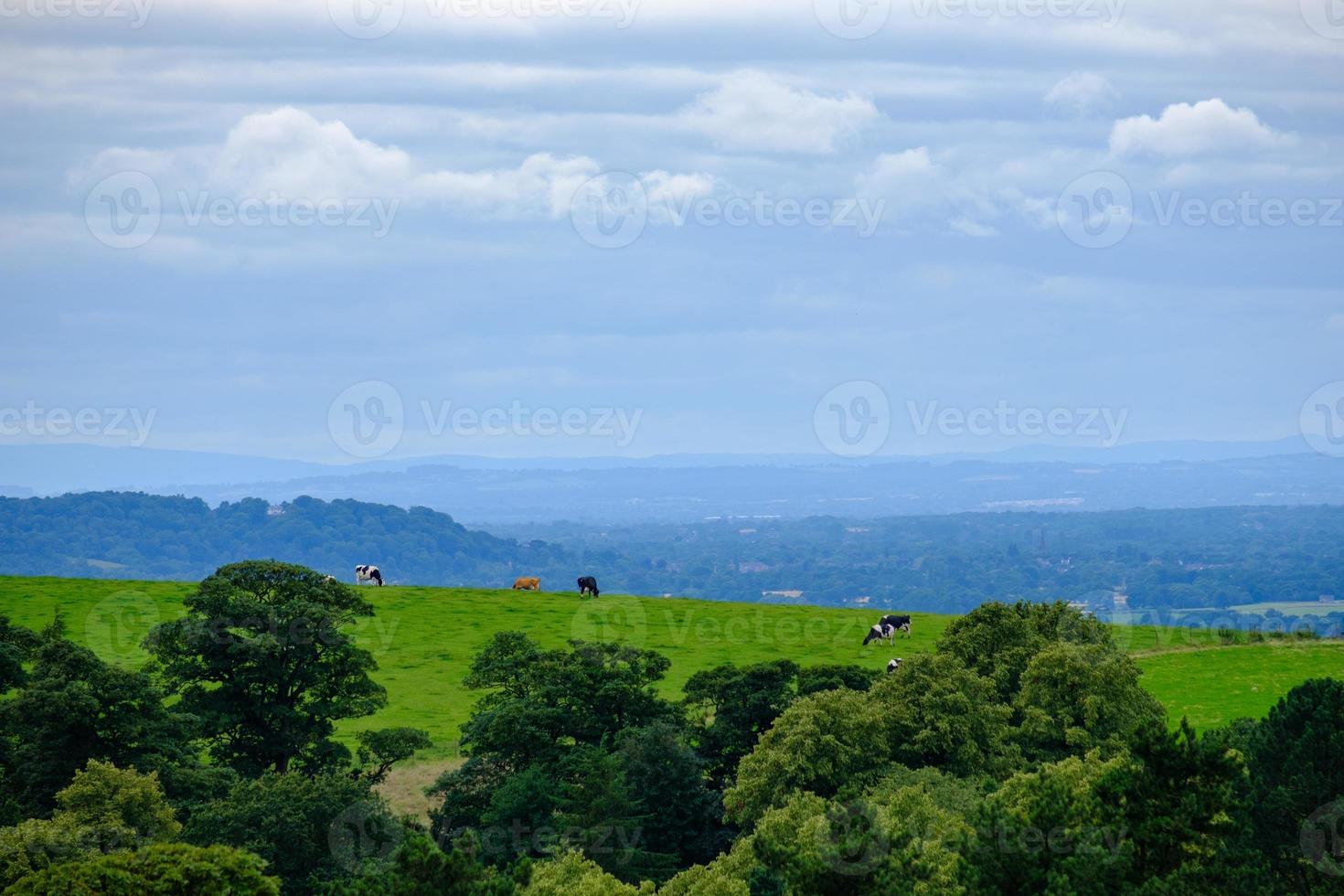 Belle scène de vaches au pâturage à Lyme Park dans le Peak District, Cheshire, Royaume-Uni photo