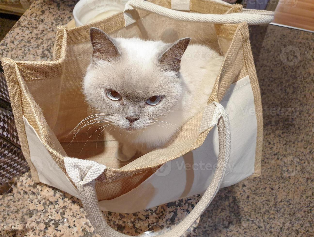 Chat British shorthair blanc assis à l'intérieur d'un sac en toile photo