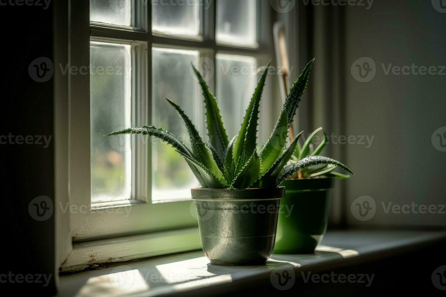 alo Vera pot la fenêtre. produire ai photo