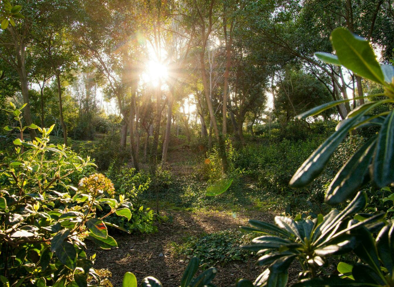 la nature vert paysage ciel Contexte photo