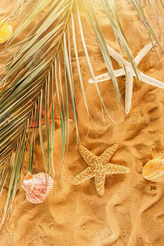 Contexte de étoiles de mer et coquilles sur le d'or plage photo