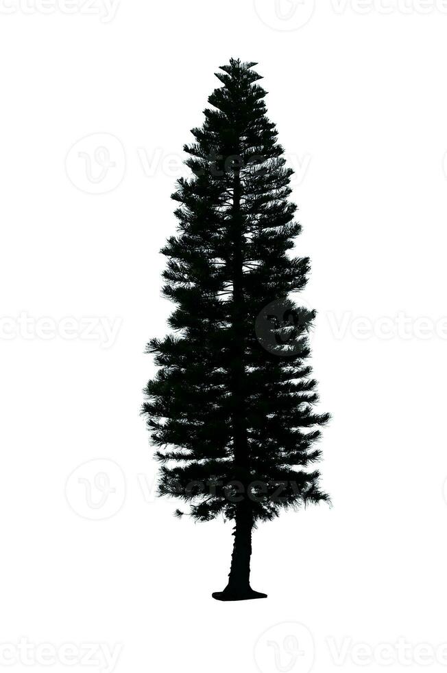 de fête pin arbre isolé sur blanc Contexte parfait pour Noël et paysage jardinage photo