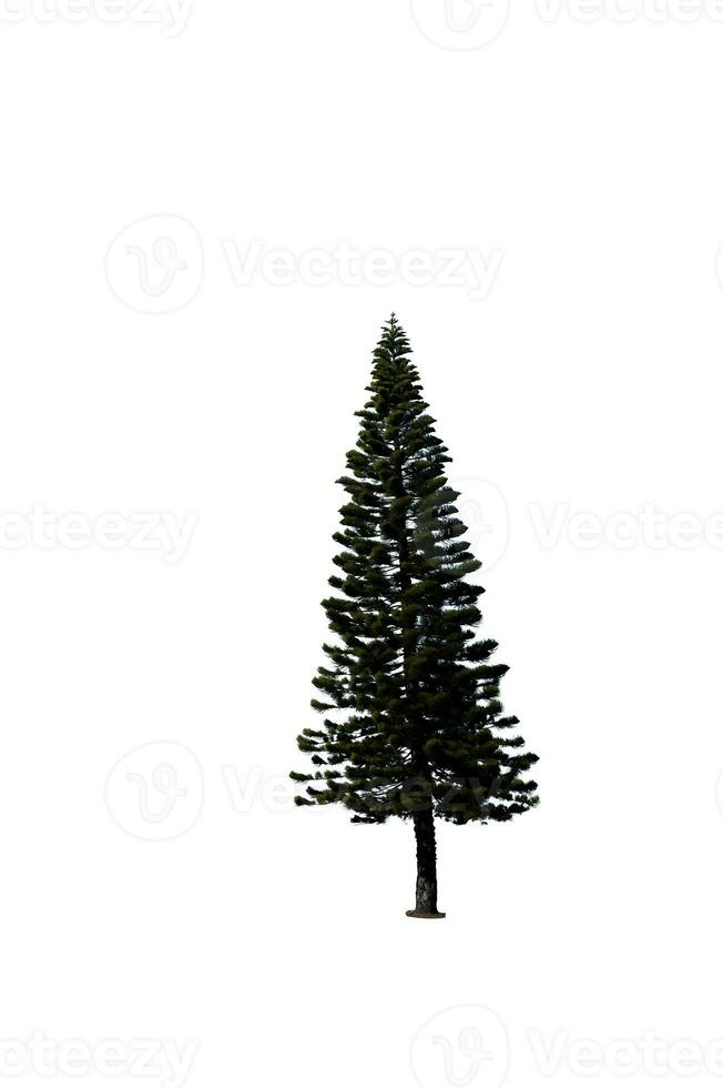 de fête pin arbre isolé sur blanc Contexte parfait pour Noël et paysage jardinage photo