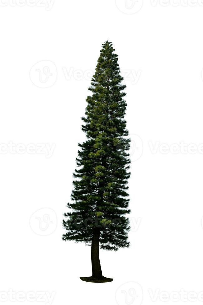 de fête pin arbre isolé sur blanc Contexte parfait pour Noël et paysage jardinage photo