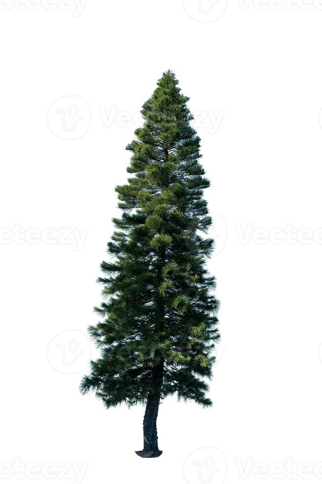 de fête pin arbre isolé sur blanc Contexte parfait pour Noël et paysage jardinage photo