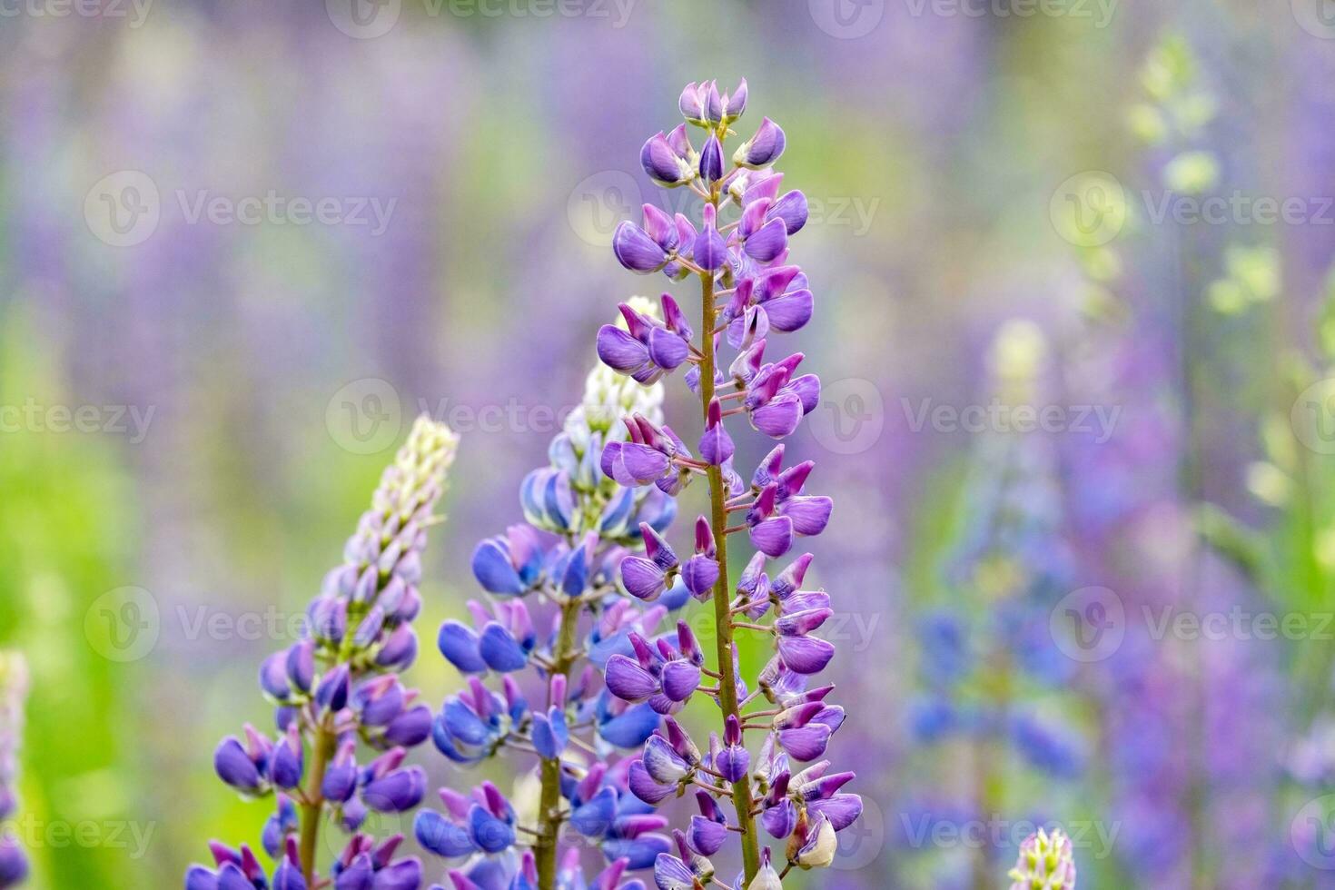 une fermer de une magnifique lupin champ plante. photo