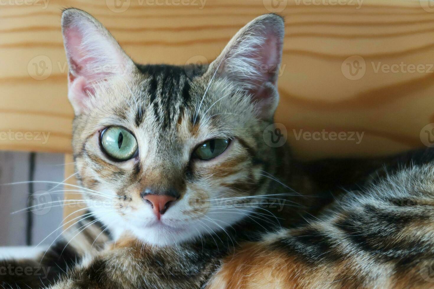 chaton avec une infection oculaire en regardant la caméra. vue de face du chat avec un œil vitreux, larmoyant et décoloré. œil de chat à moitié fermé par la douleur. conjonctivite, virus de l'herpès félin ou allergie. photo