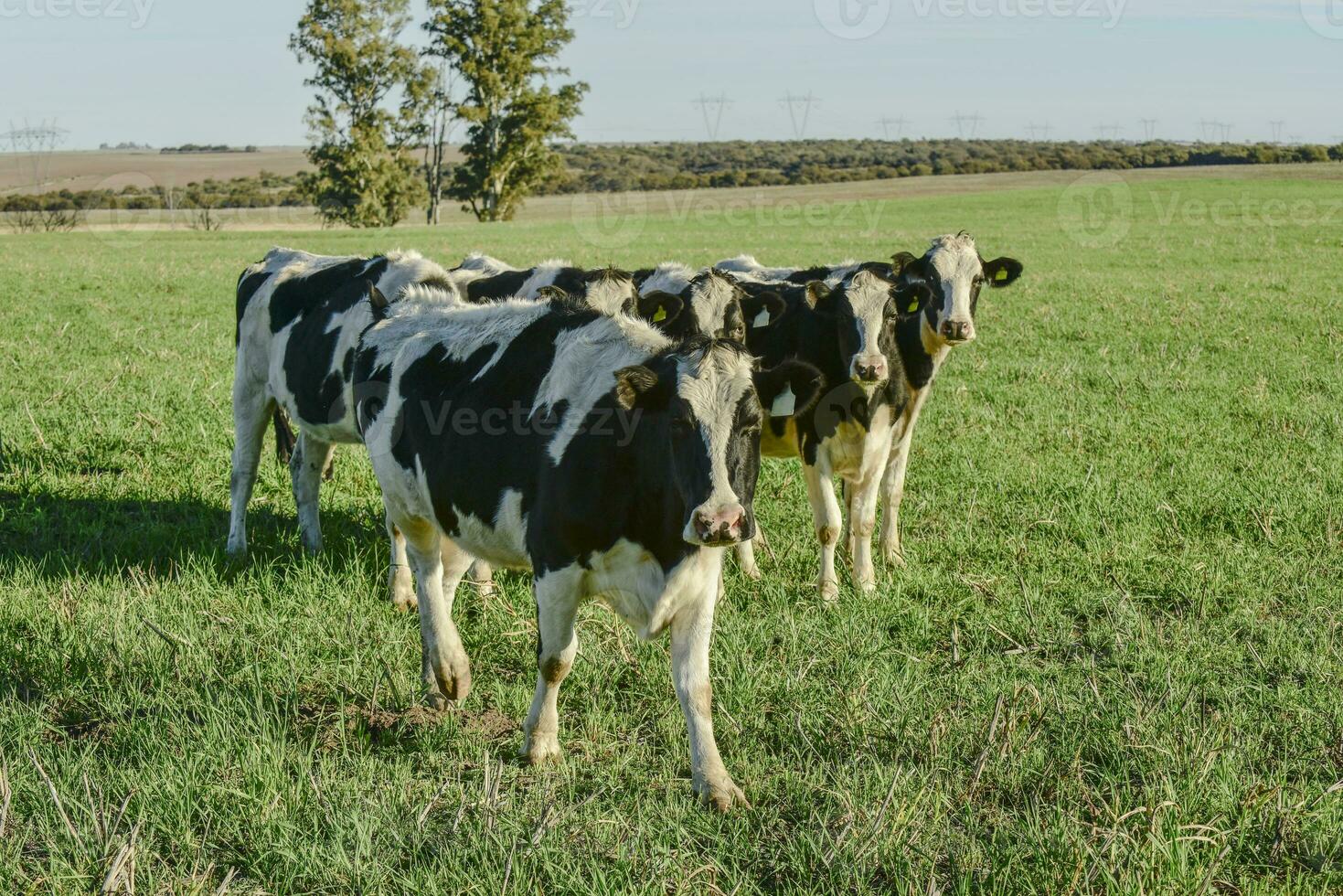 laitier vache dans pampa Campagne, Patagonie, Argentine photo