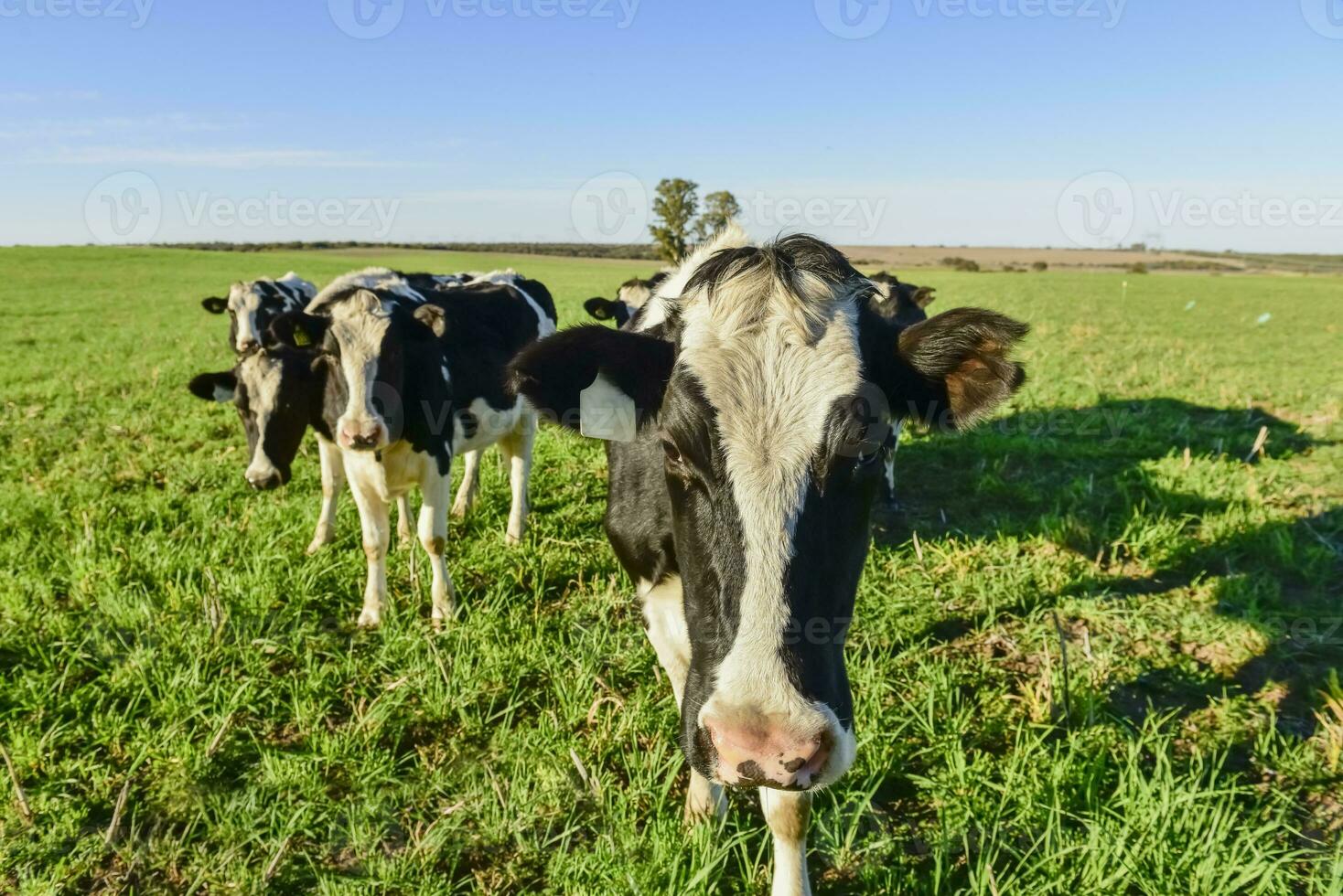 laitier vache dans pampa Campagne, Patagonie, Argentine photo