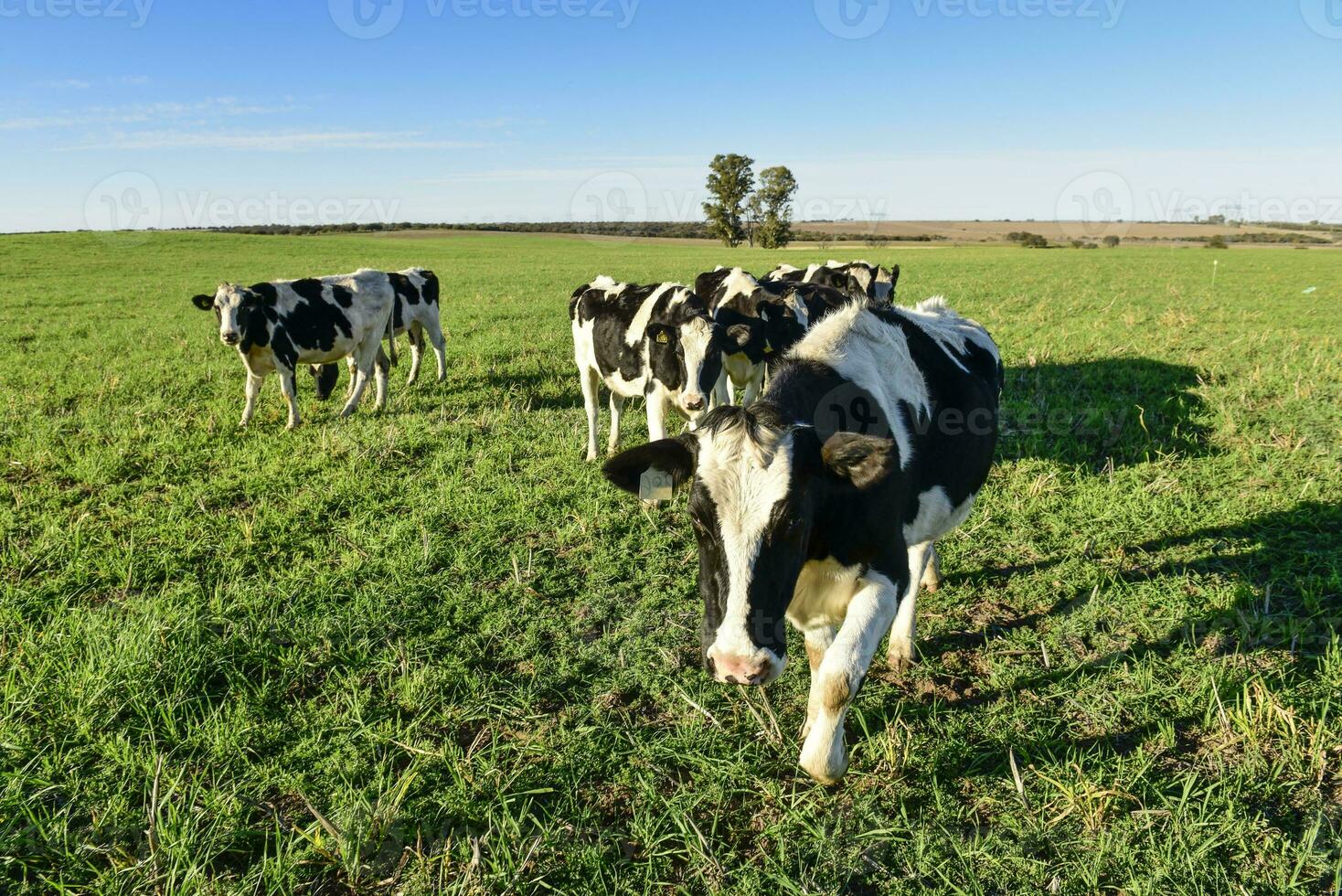 laitier vache dans pampa Campagne, Patagonie, Argentine photo