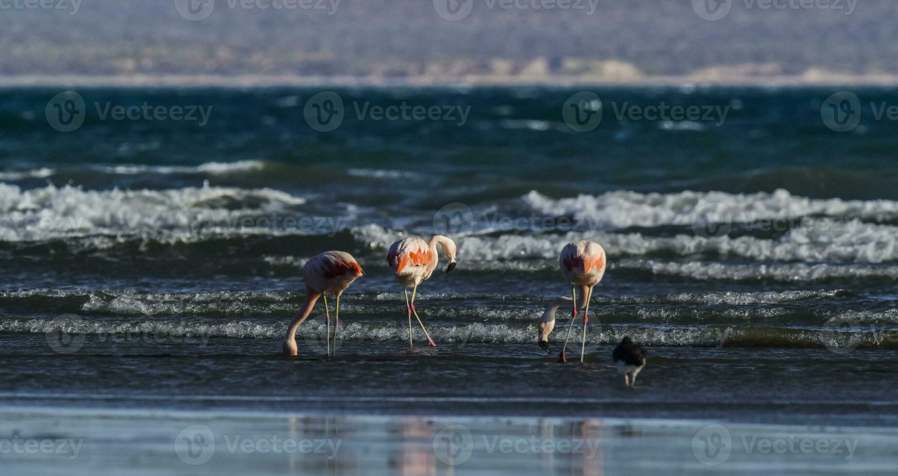 flamants roses alimentation à faible marée, péninsule valdes, patagonie, Argentine photo