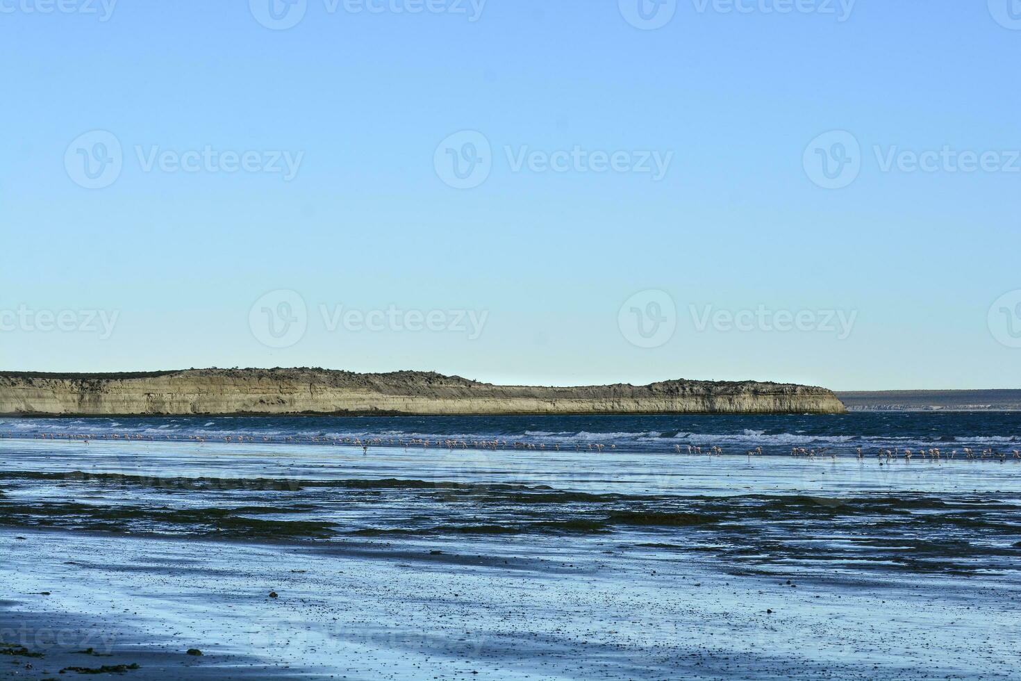 mer, falaises et flamants roses, péninsule valdés, patagonie photo