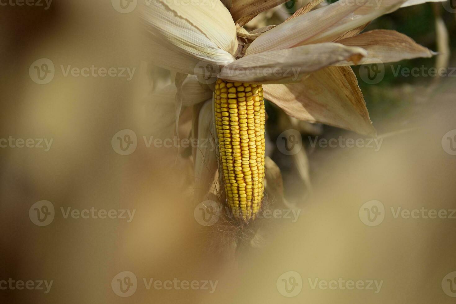 blé épi croissance sur plante prêt à récolte, argentin campagne, buenos aires province, Argentine photo