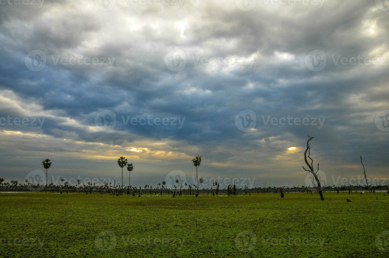 le coucher du soleil paumes paysage dans la estrella le marais, formosa province, Argentine. photo