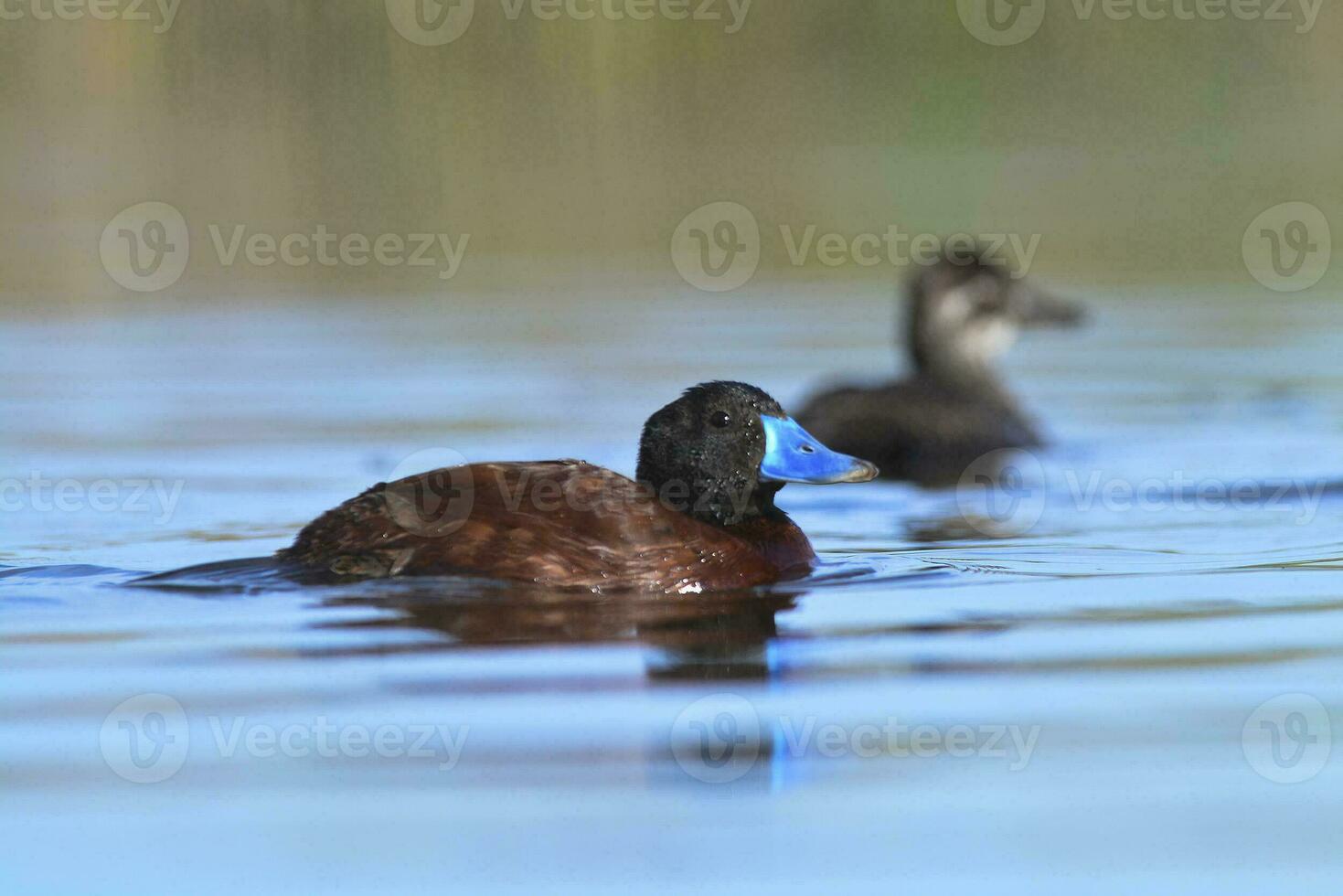 Lac canard dans pampa lagune environnement, la la pampa province, patagonie , Argentine. photo