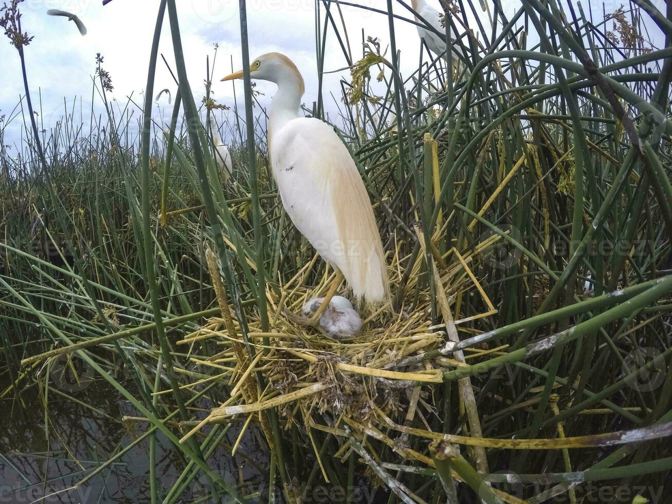 bétail aigrette, bubulque ibis, nidification, la la pampa province, patagonie, Argentine photo