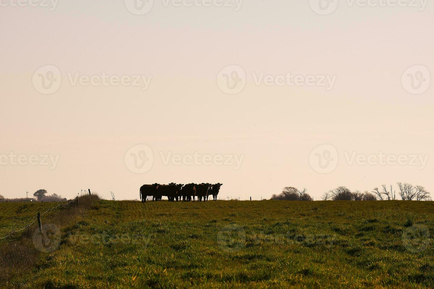 campagne paysage avec vaches pâturage, la pampa, Argentine photo
