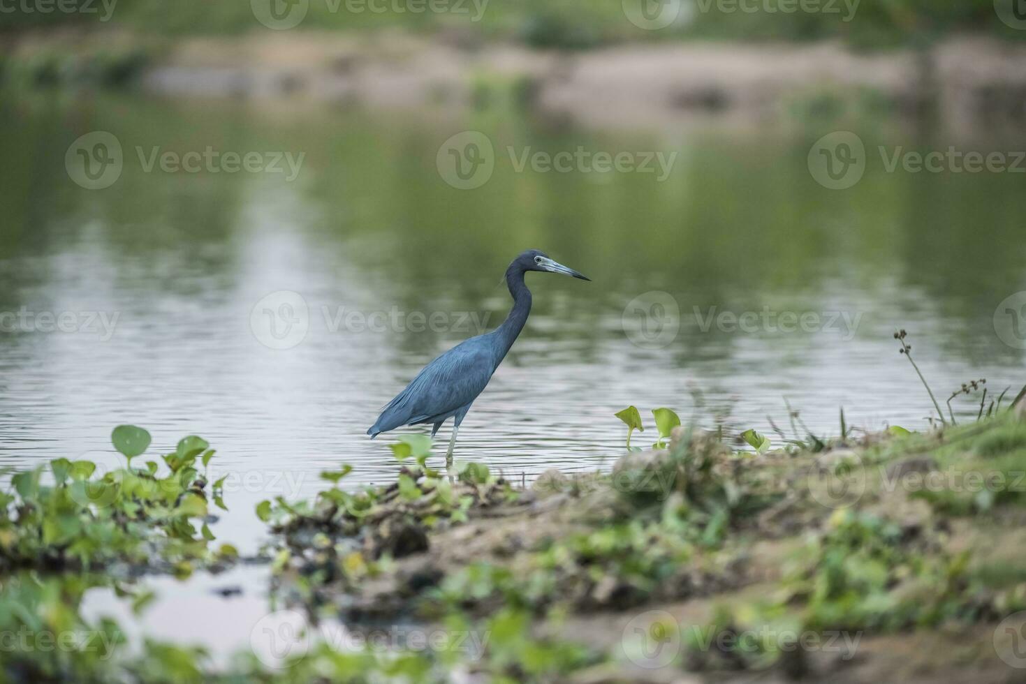 peu bleu héron, aigrette caerulea, pantanal, Brésil photo