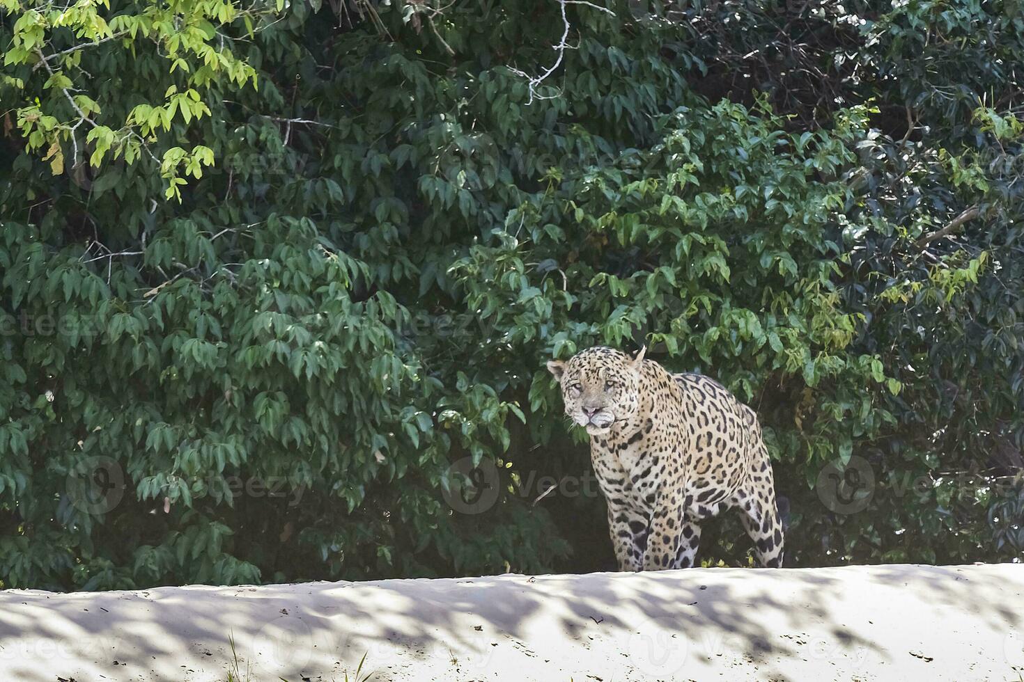 jaguar en marchant sur le banques de le cuiaba Rivière, Pantanal, Brésil photo