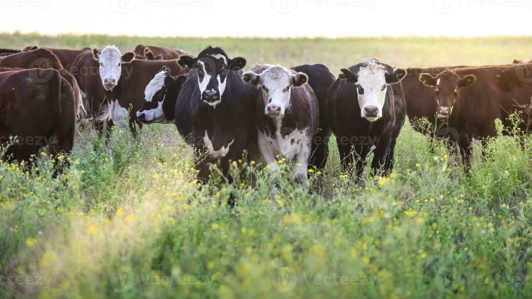 bœufs et génisses dans le argentin campagne, biologique Viande production photo